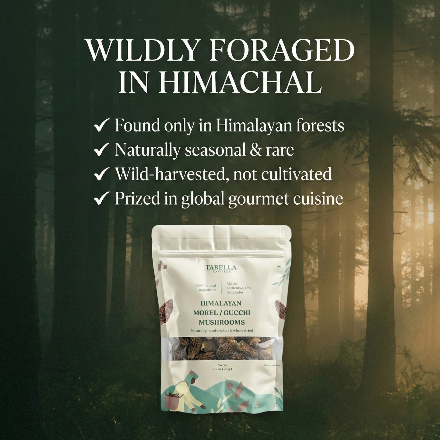 Morel Mushroom | Tarella Exotica