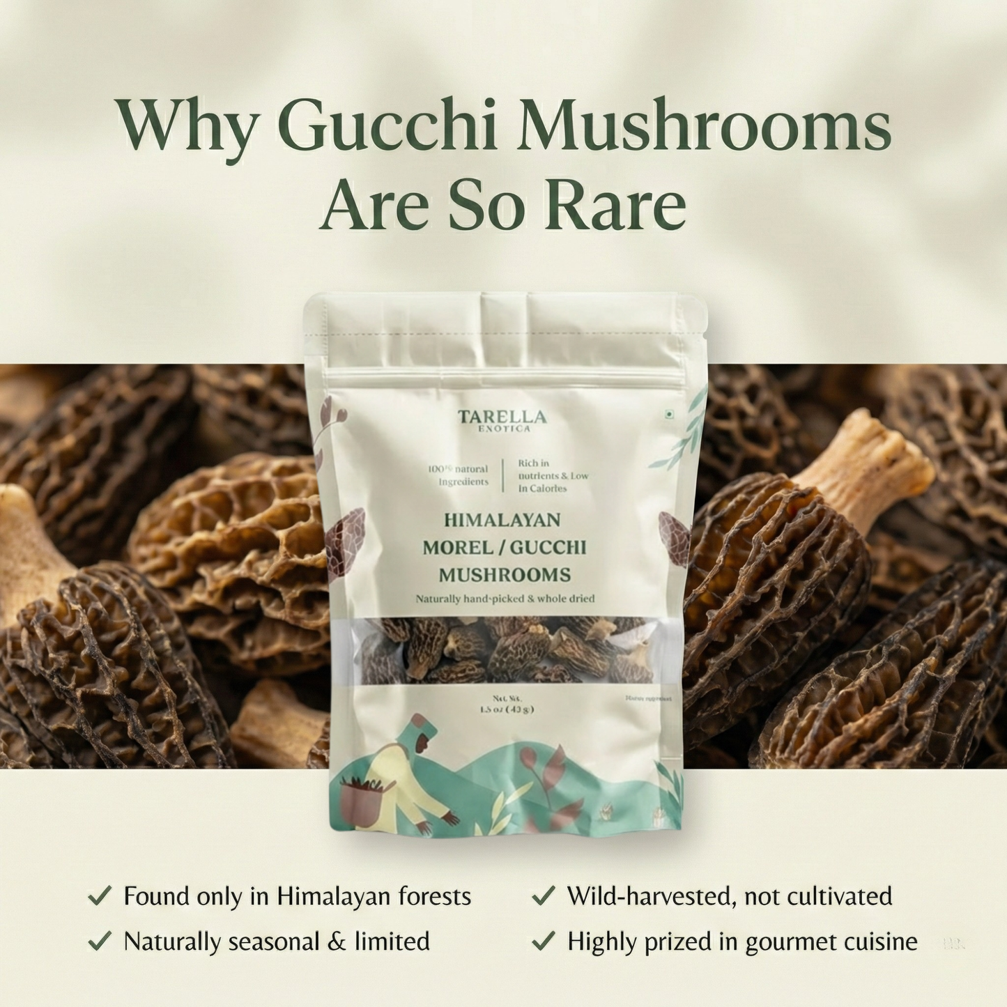 Morel Mushroom | Tarella Exotica