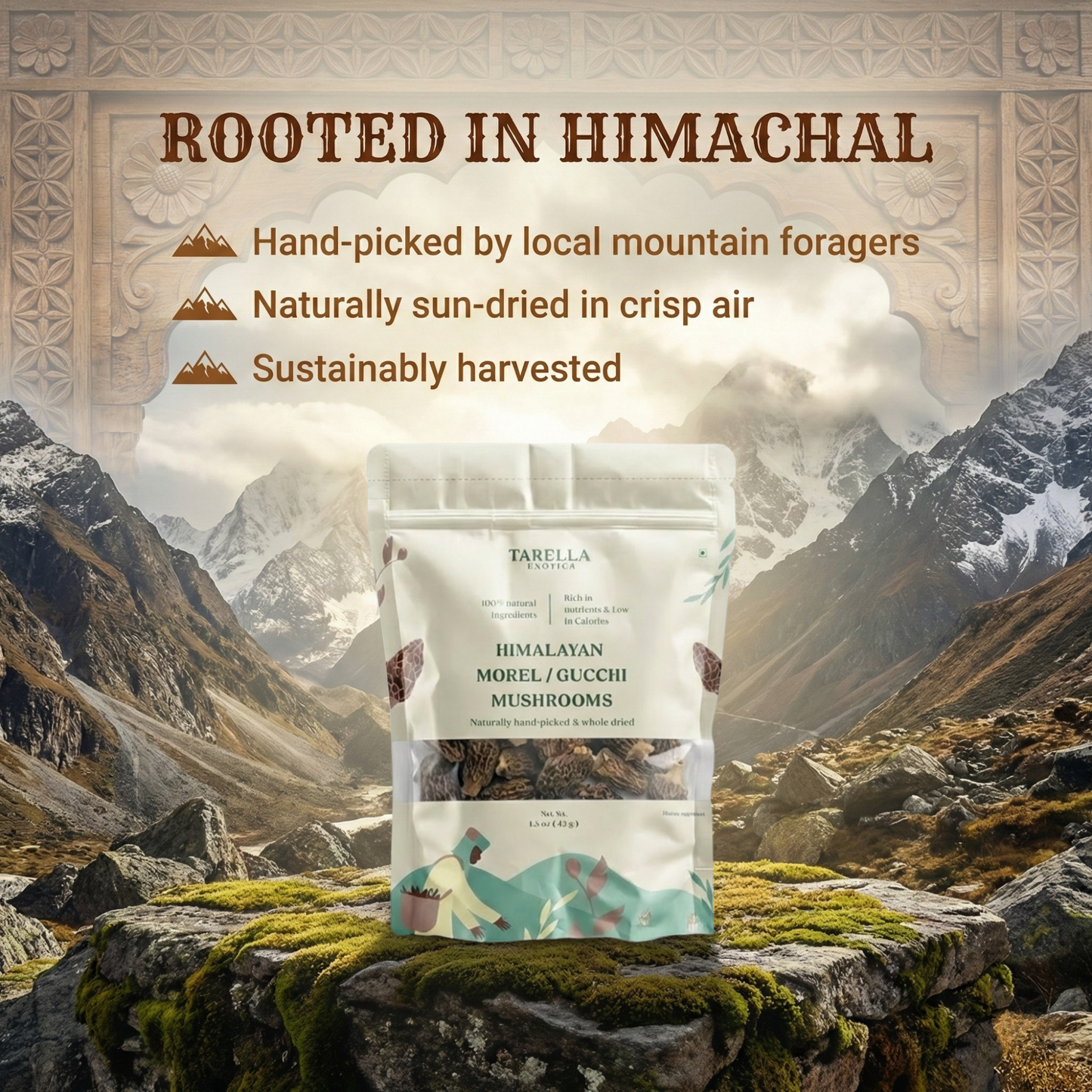 Morel Mushroom | Tarella Exotica