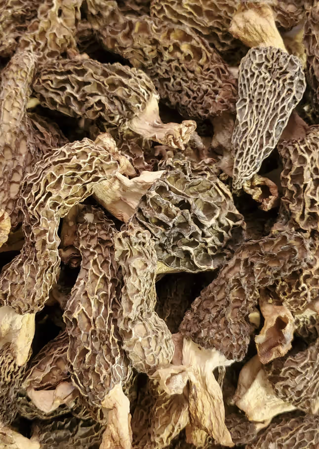 Morel Mushroom | Guchhi | Tarella Exotica | 42G