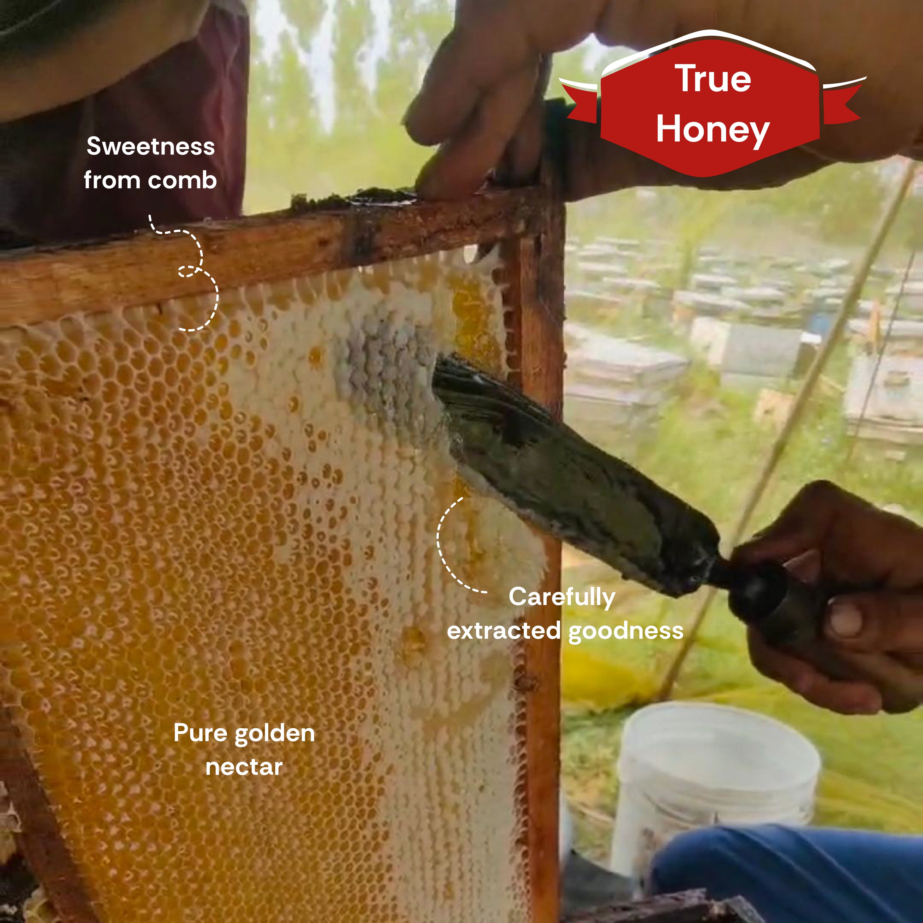 Ber Honey | Farm sourced | Tarella Exotica | 300ML
