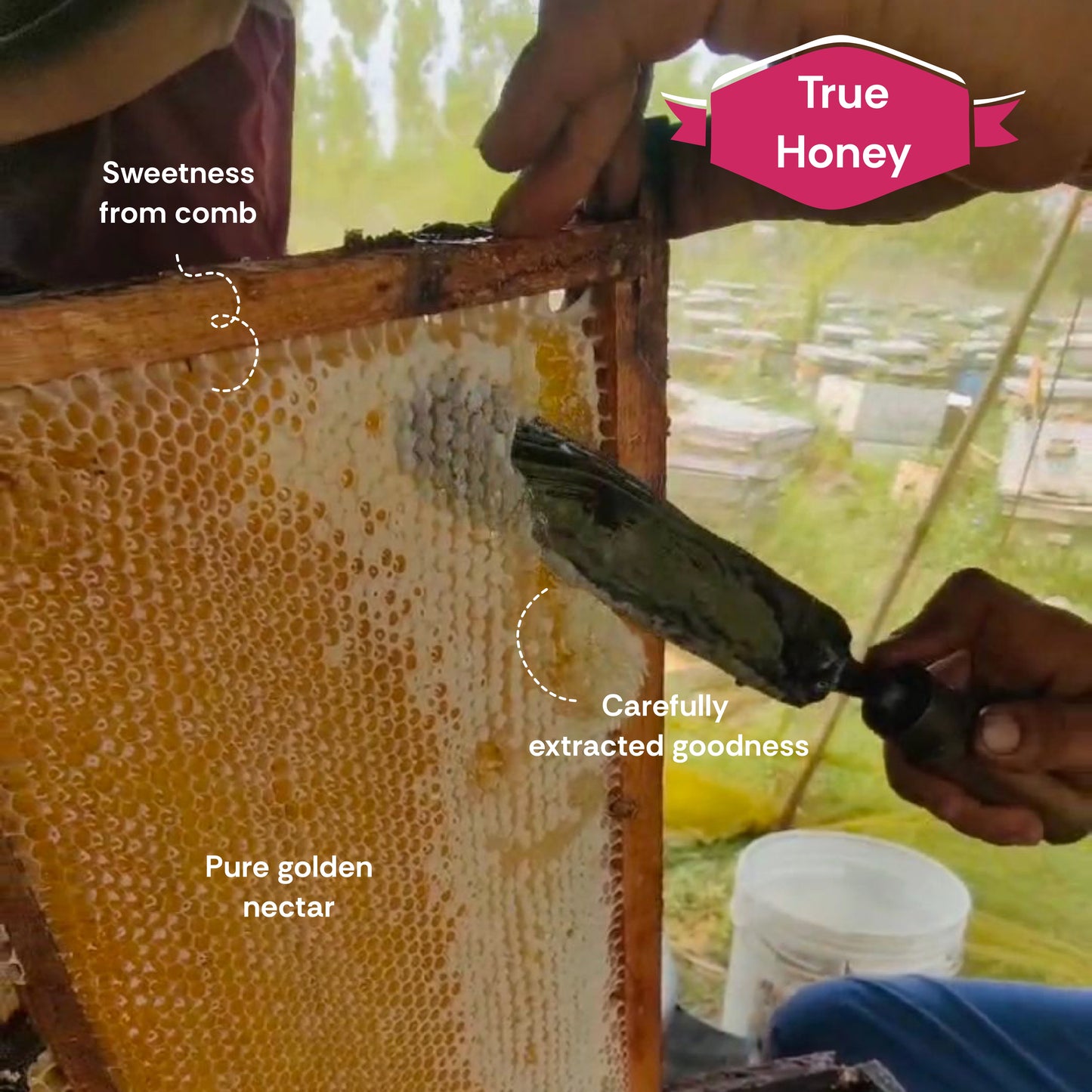 Litchi Honey | Tarella Exotica